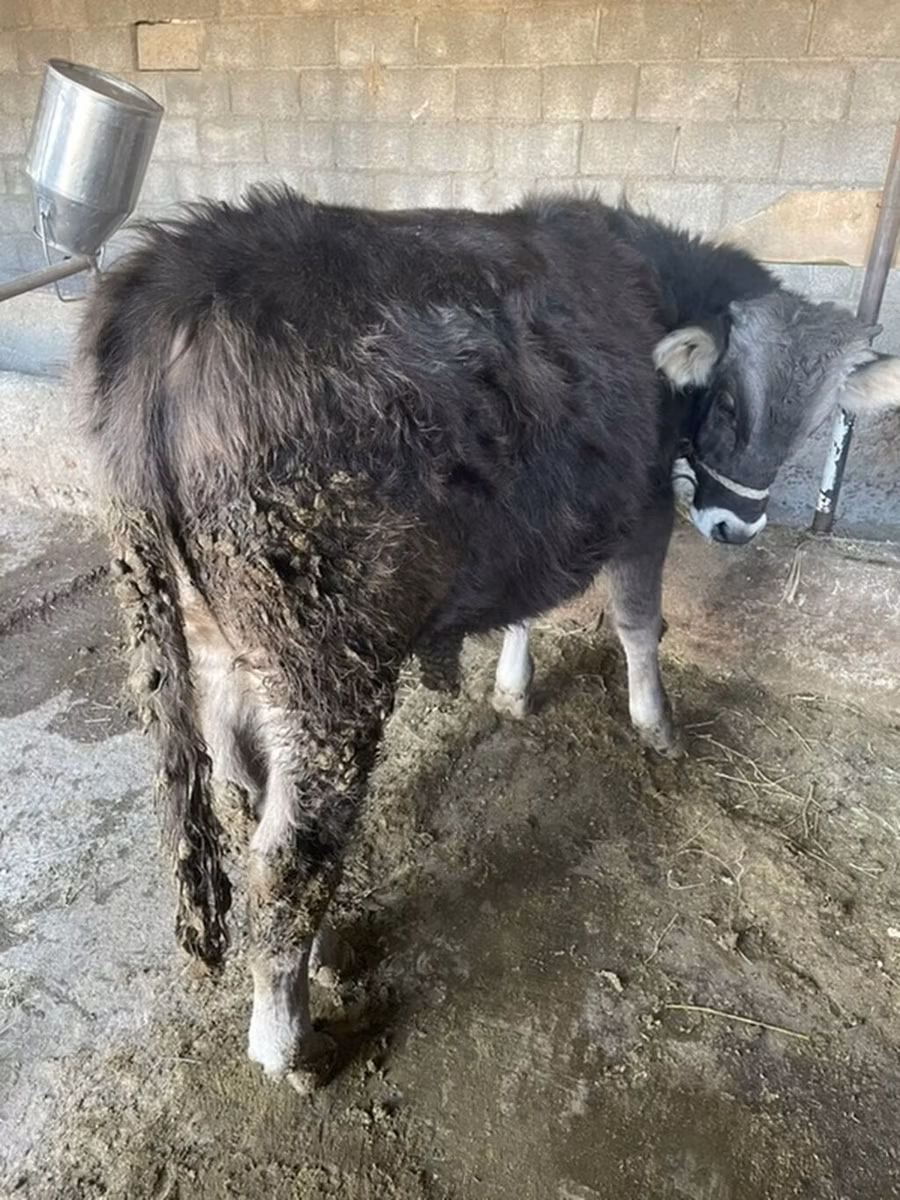 Swiss cattle