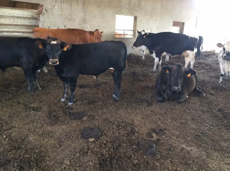 Aberdeen – Angus