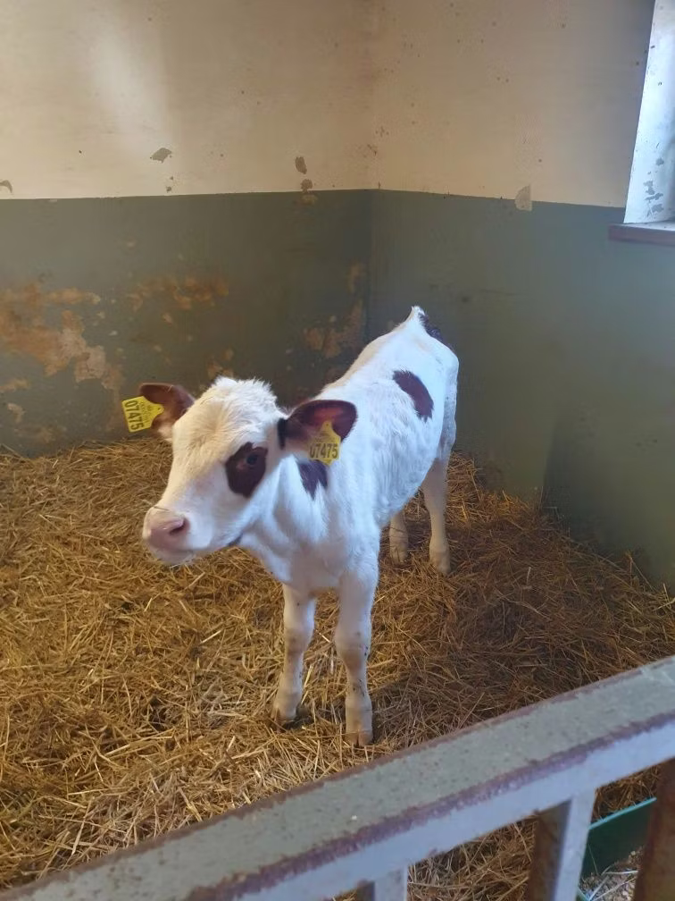 Simmental cattle