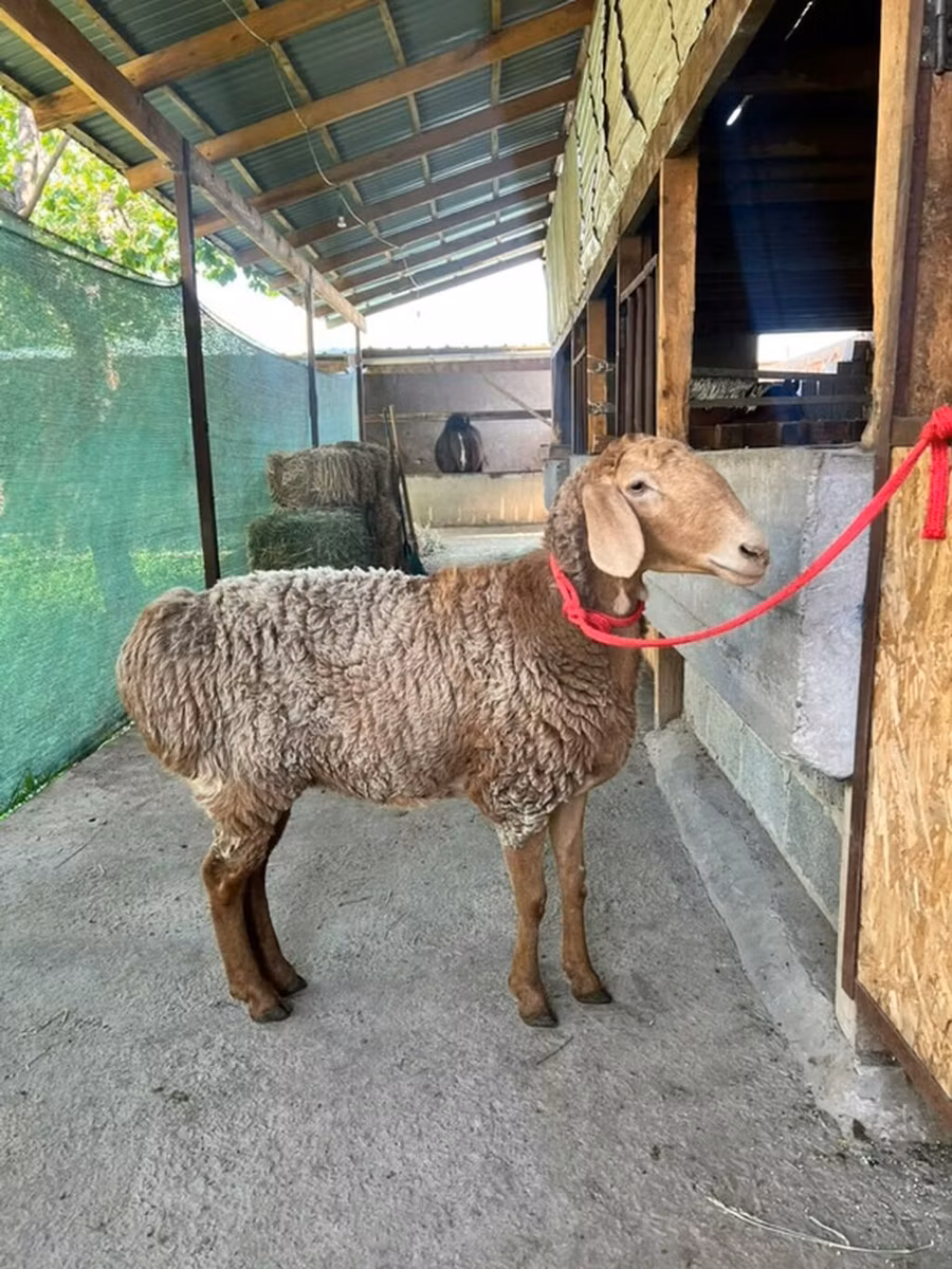 Arashan sheep
