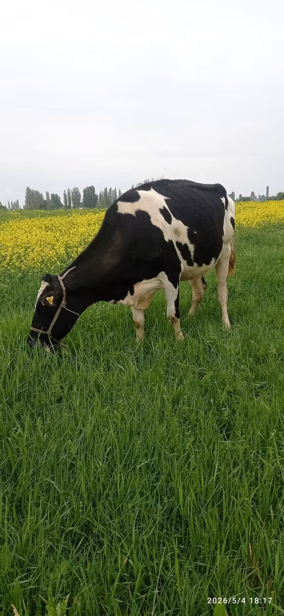Holsteinrasen