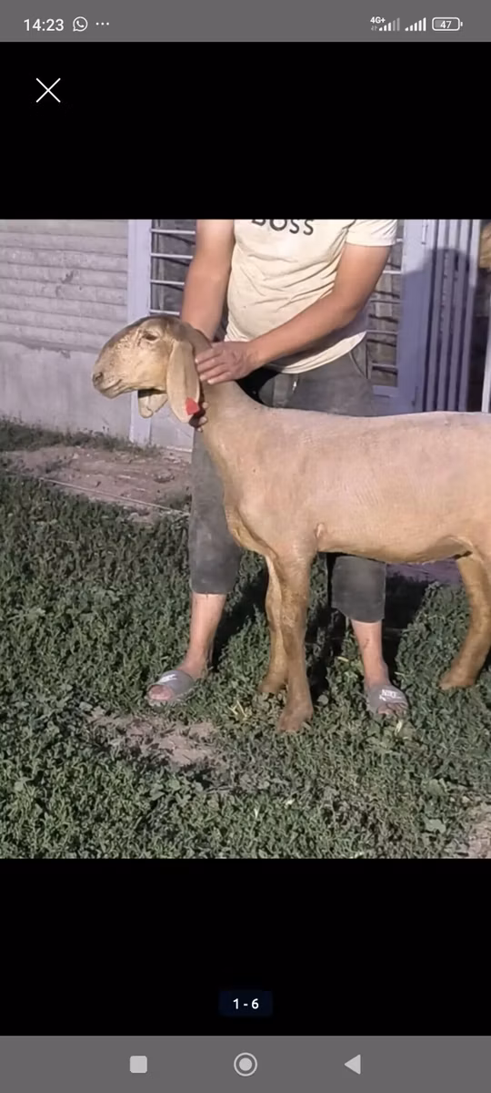Arashan sheep