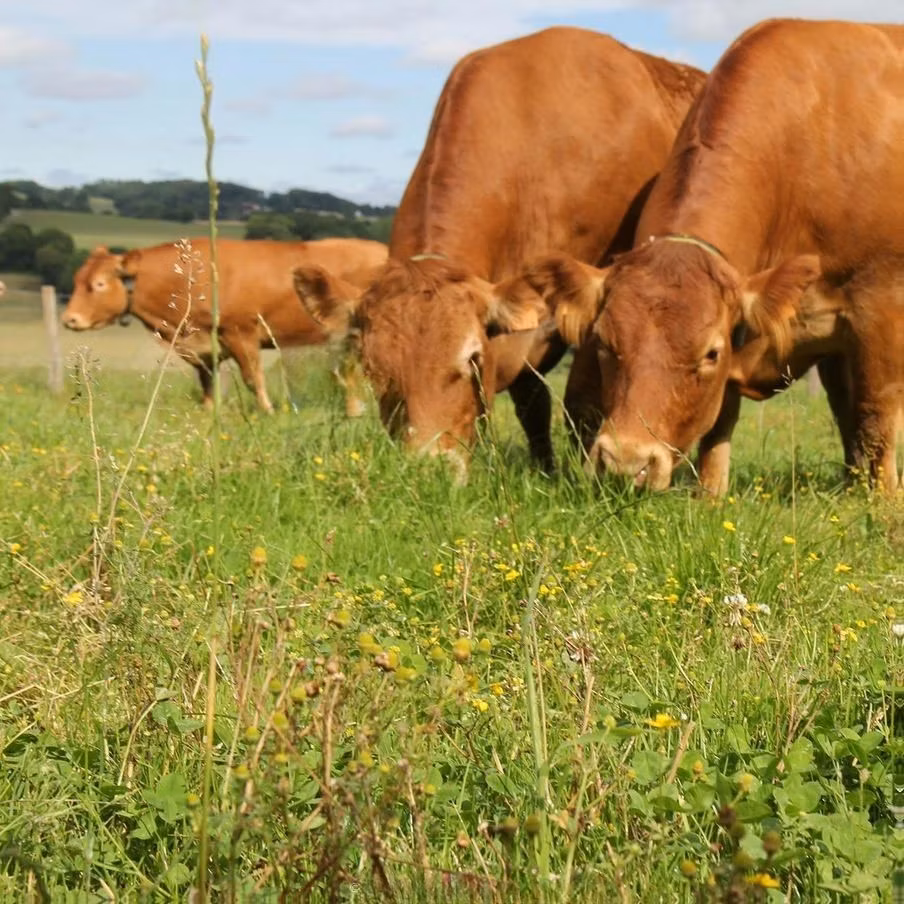 Limousin-Kuh