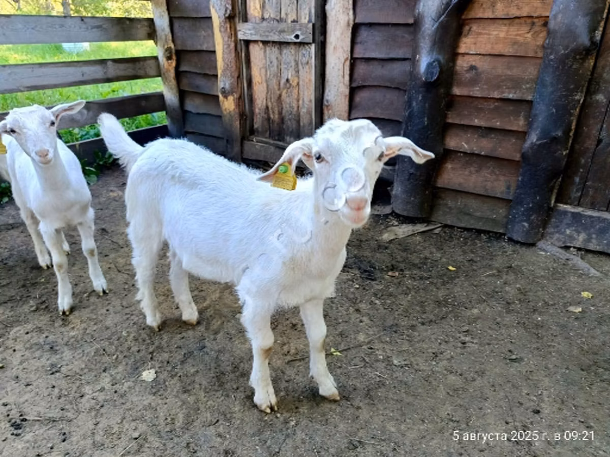 Saanen goat