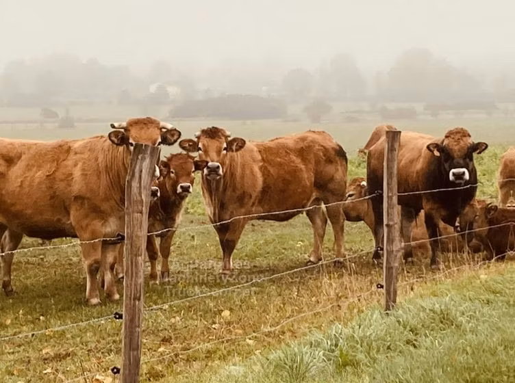 Partenaise cattle