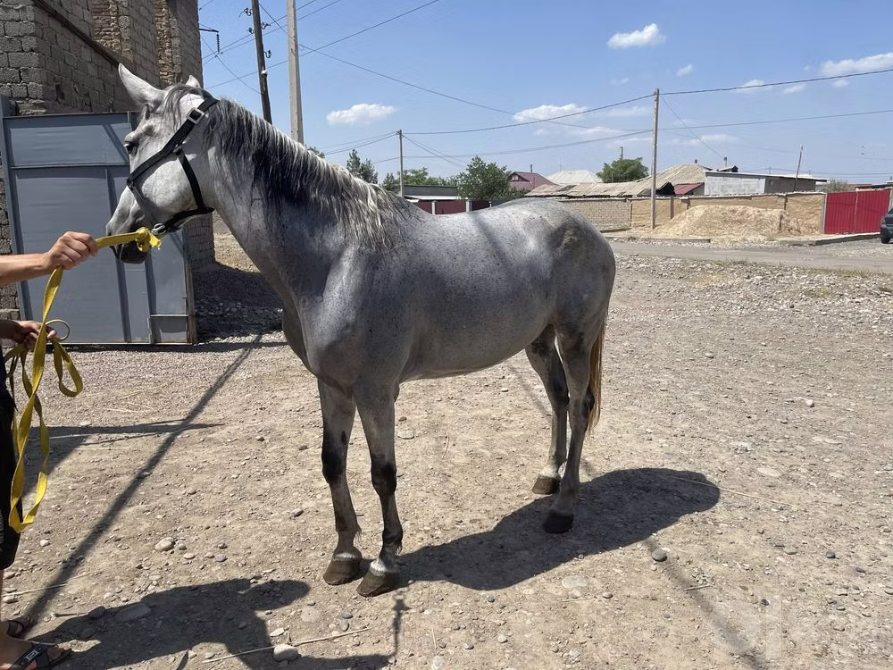 Orlov Trotter