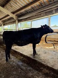 Race Holstein
