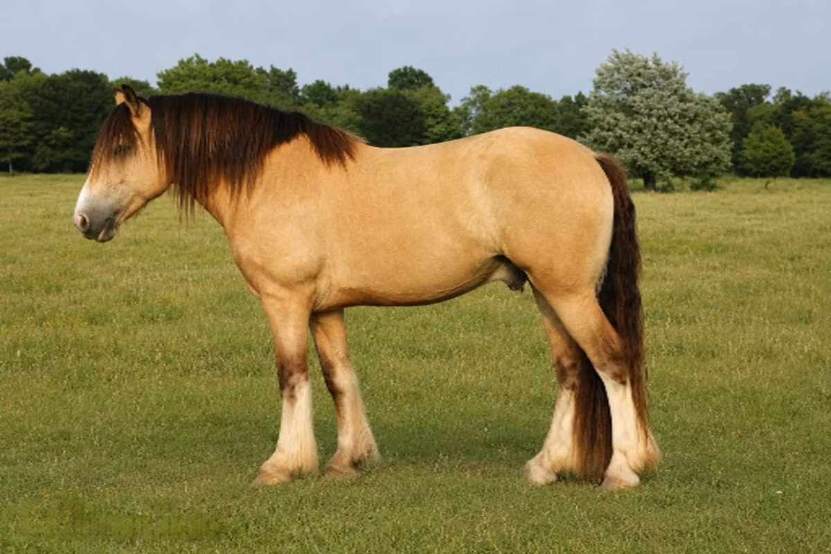 Gypsy horse