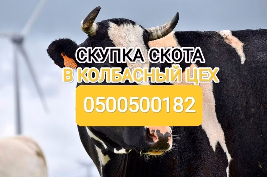 Holsteinrasen