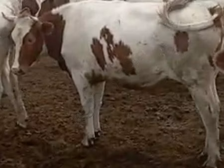 Simmental cattle