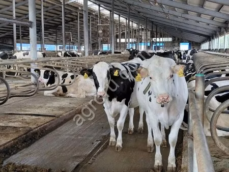Holsteinrasen