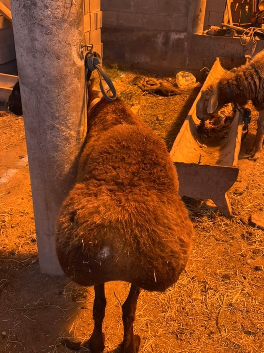 Hissar sheep