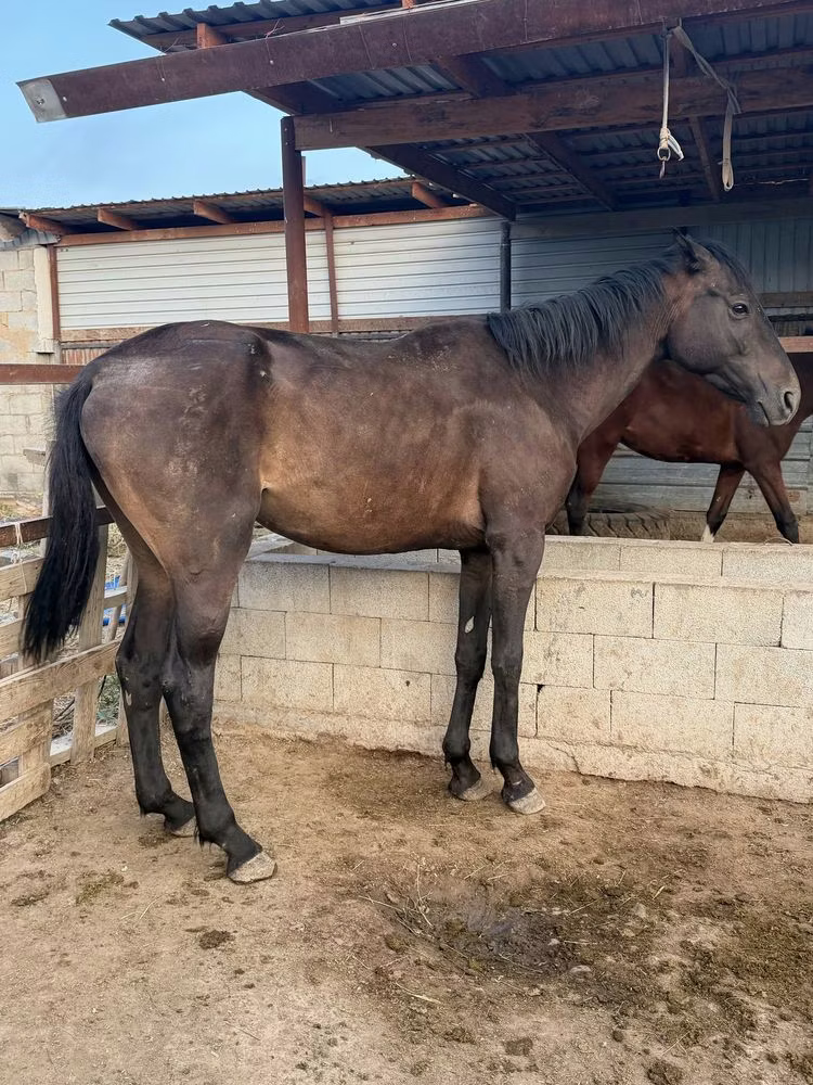 Arabian horse