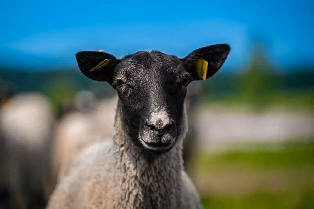Romanov sheep