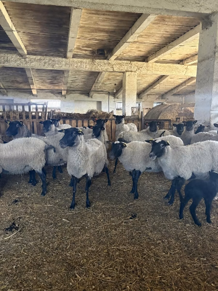 Romanov sheep