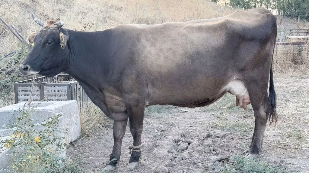 Ukrainian Brown Dairy Cattle