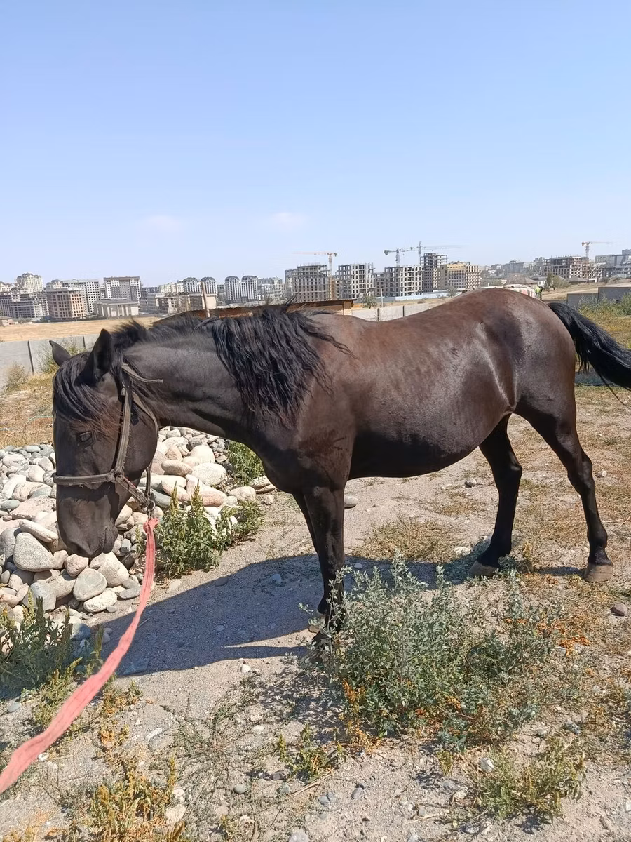 Skyros Pony