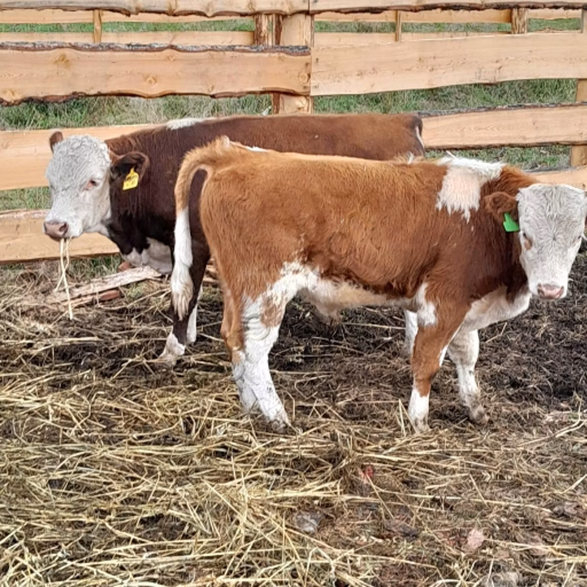 Aberdeen – Angus