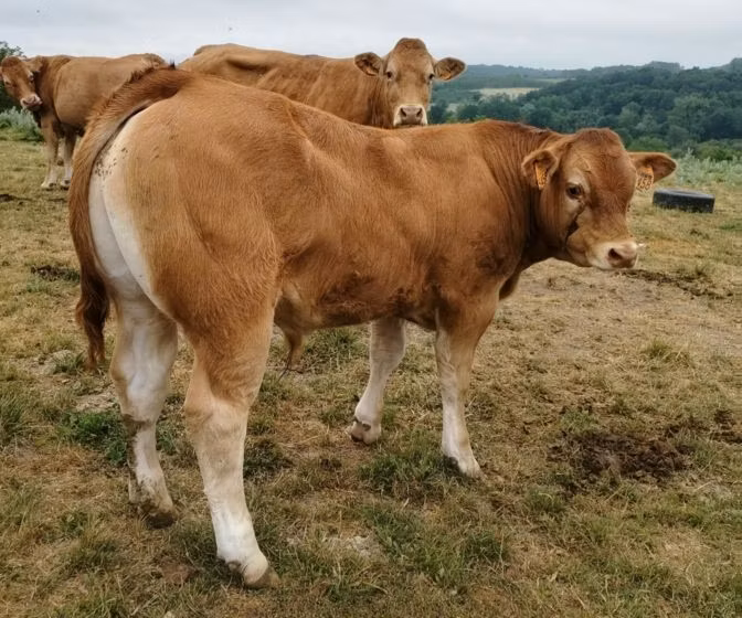 Limousin-Kuh