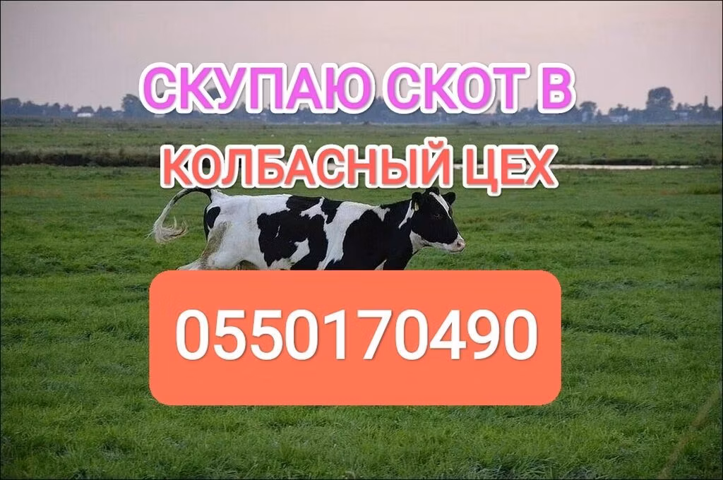 Holsteinrasen