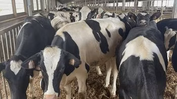 Race Holstein