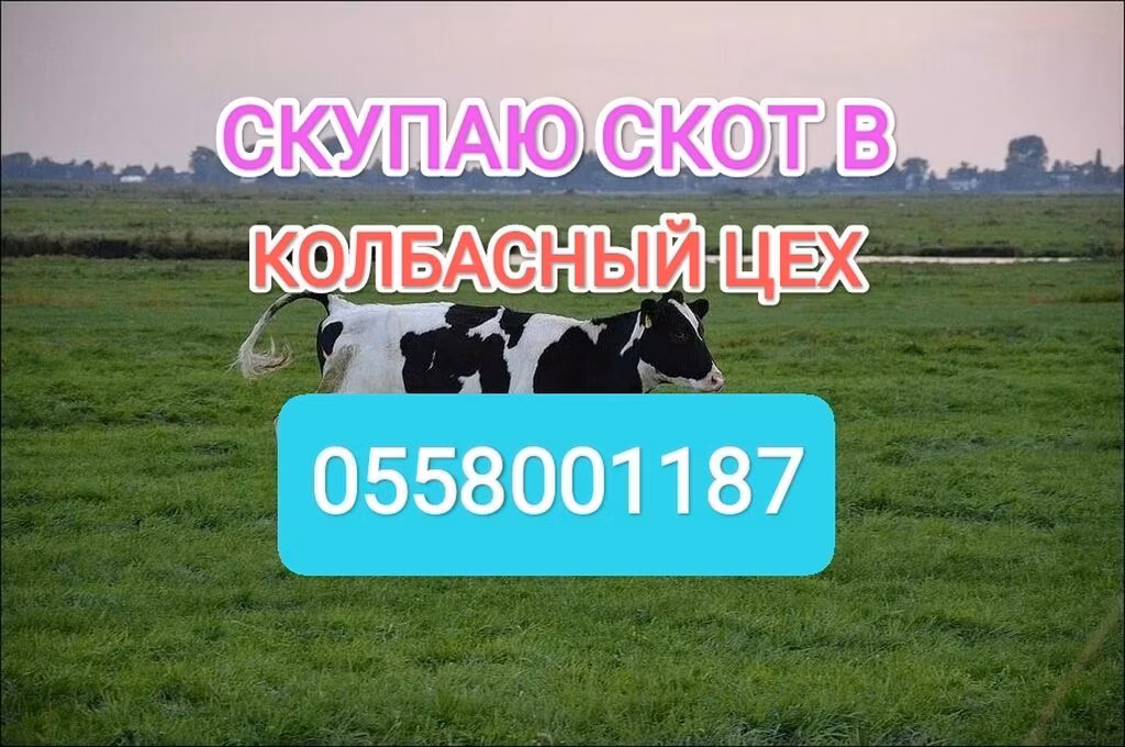 Holsteinrasen