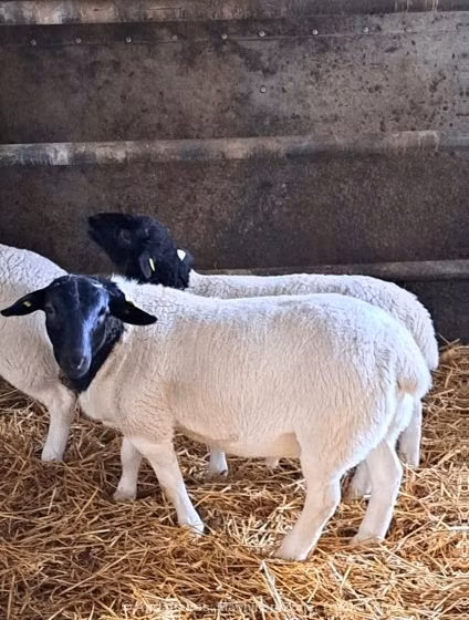 Dorper sheep