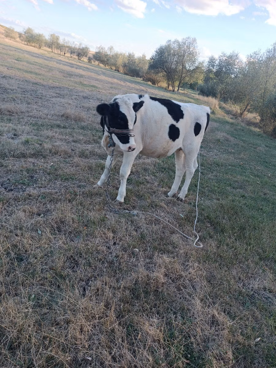 Holstein breed