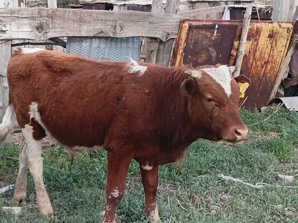 Синяя корова