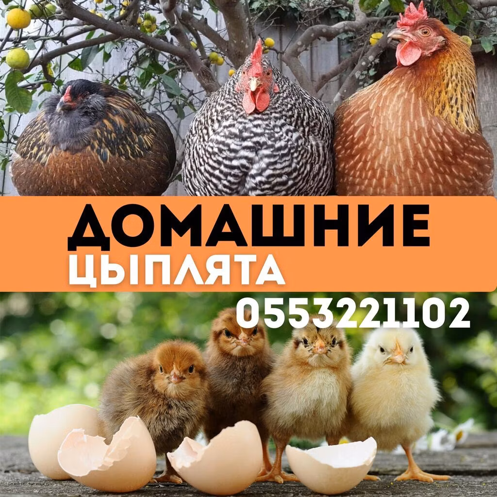 کوچینسکایا جوبیلی
