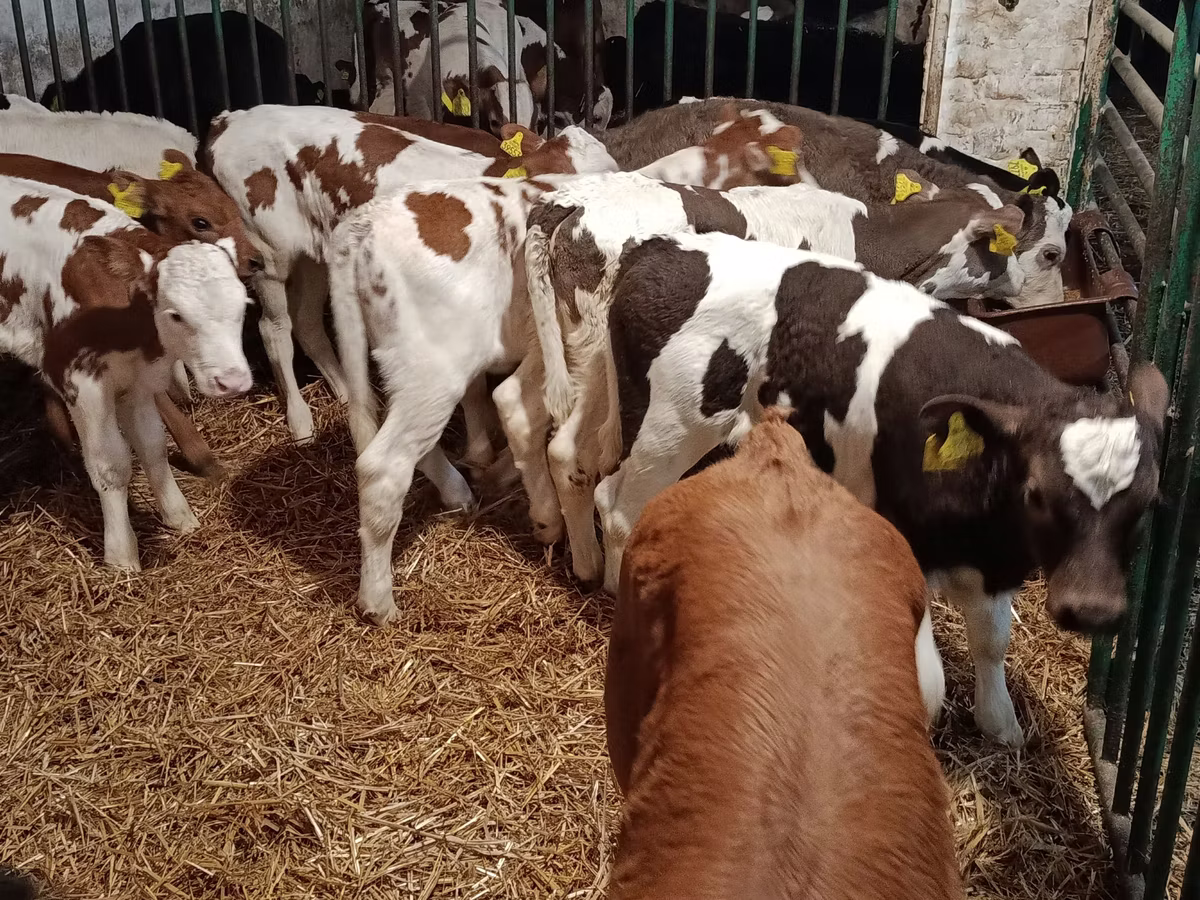 Limousin-Kuh