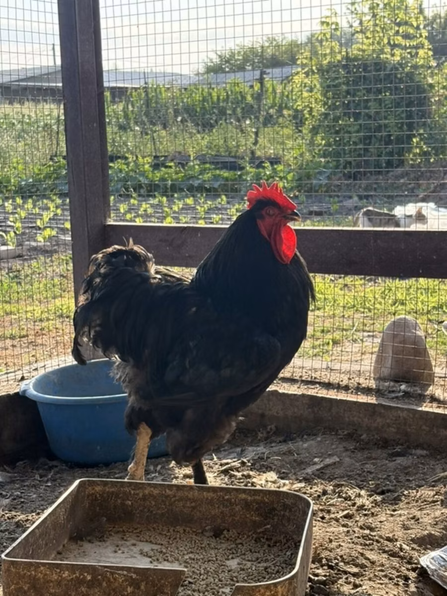 كوشين