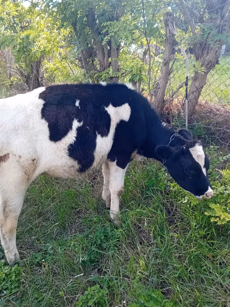 Holstein breed