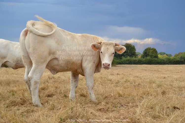 Charolais cattle
