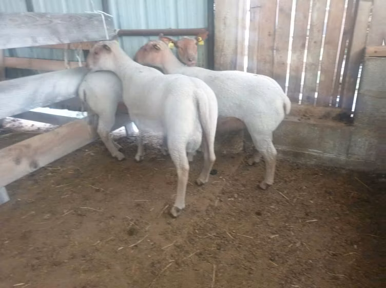 Baerchuke sheep