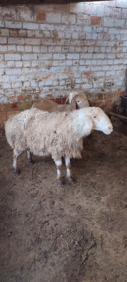 West-Siberian mutton sheep