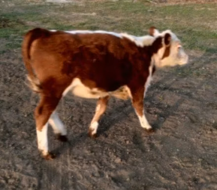 Swiss cattle