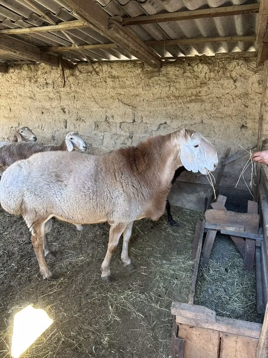 Hissar sheep