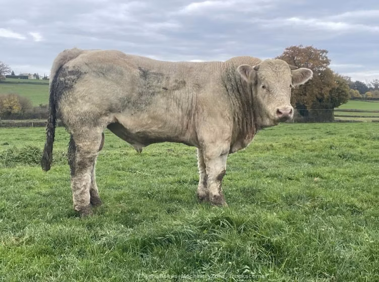 Charolais cattle