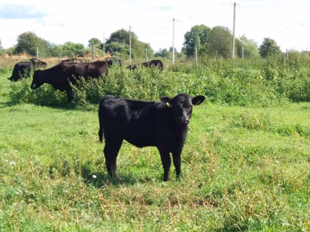 Aberdeen – Angus
