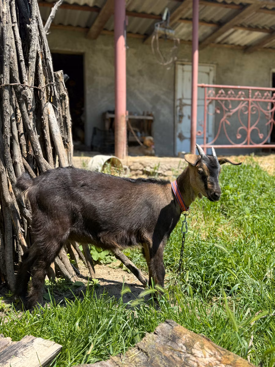 Nubian Goat
