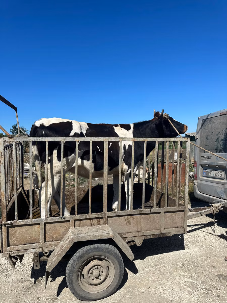 Holstein breed