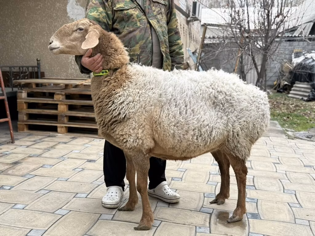 Awassi sheep
