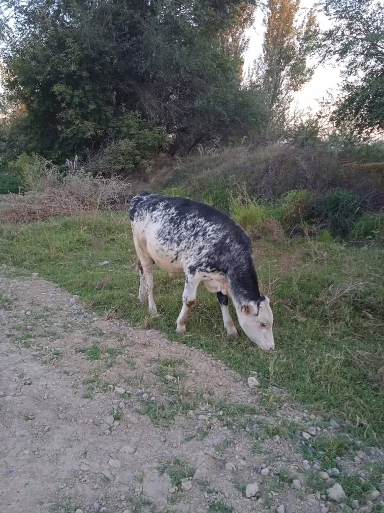 Holstein-Rasse