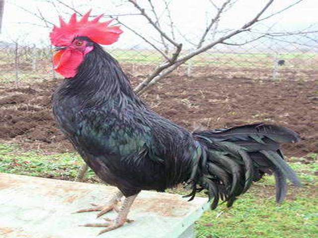 Shumen Hitam