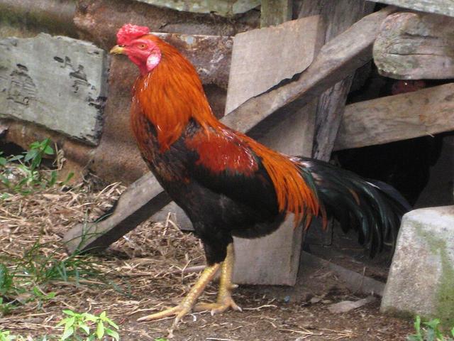 Ayam Kampong