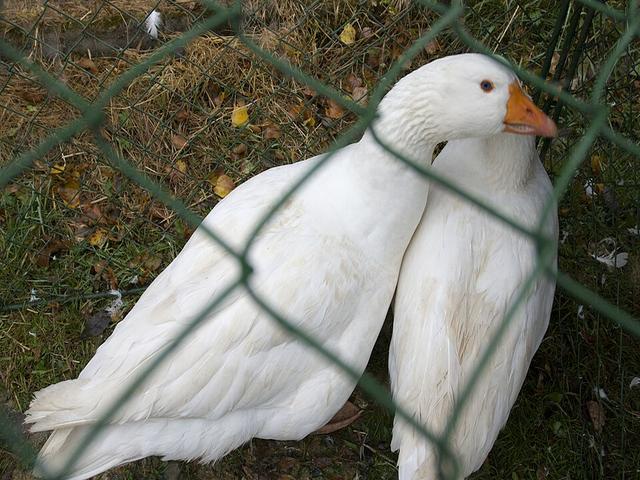 Czech